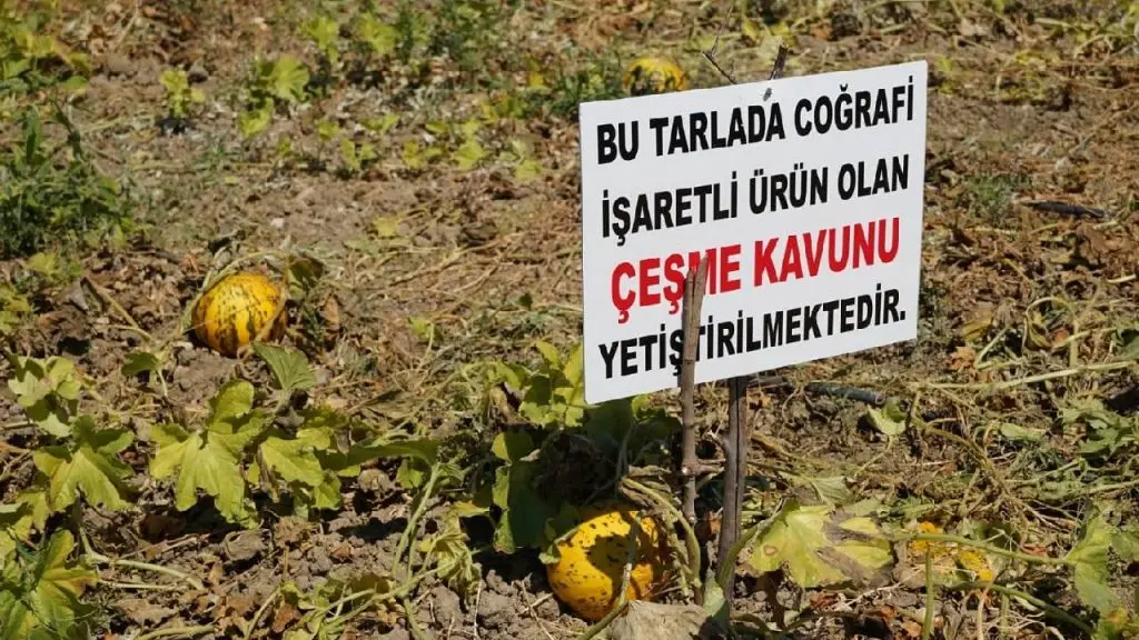 Çeşme’de tarım yok oluyor!