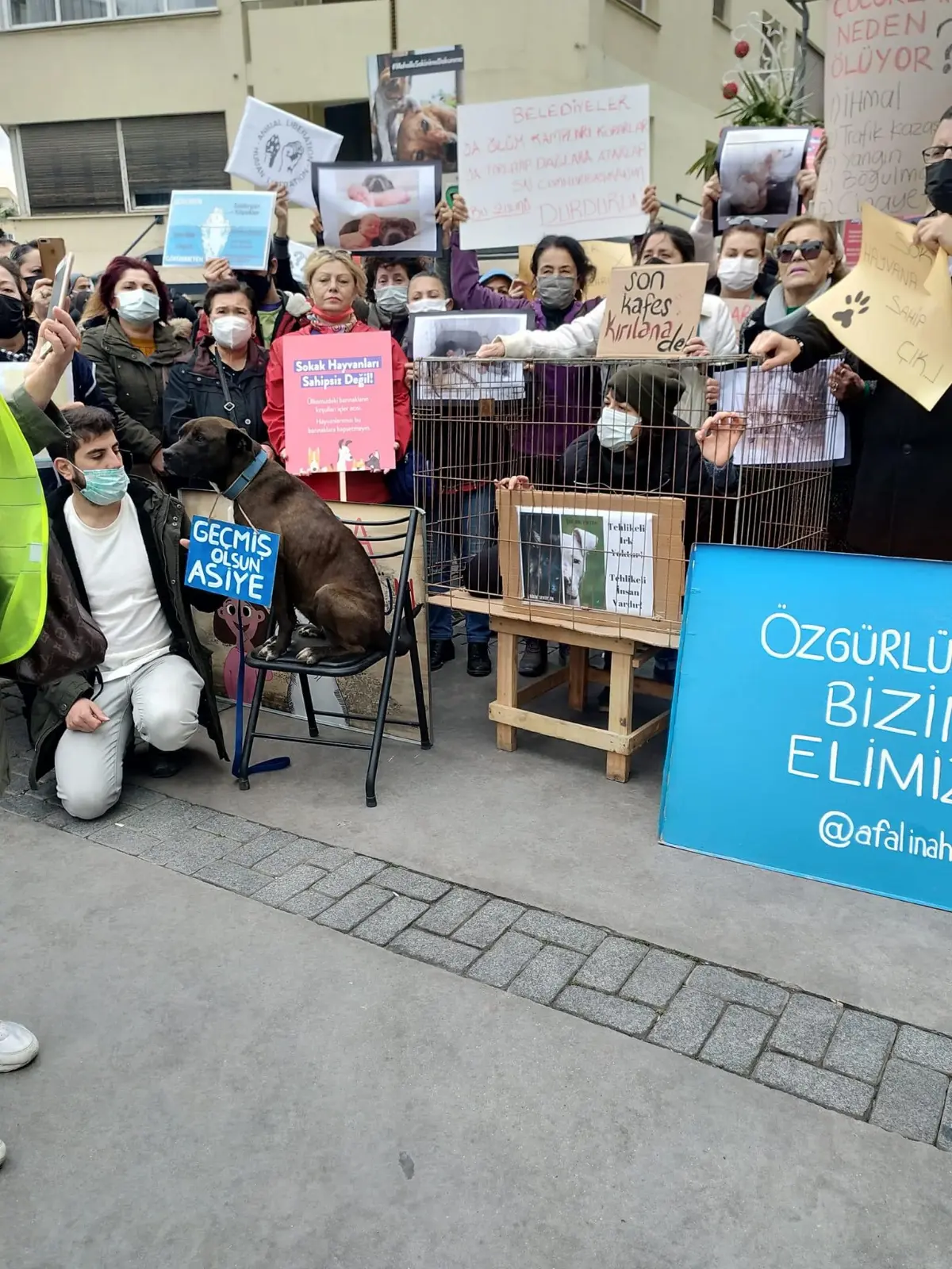 Hayvanseverler belediyelere seslendi: "Zalimce toplanmalar dursun”