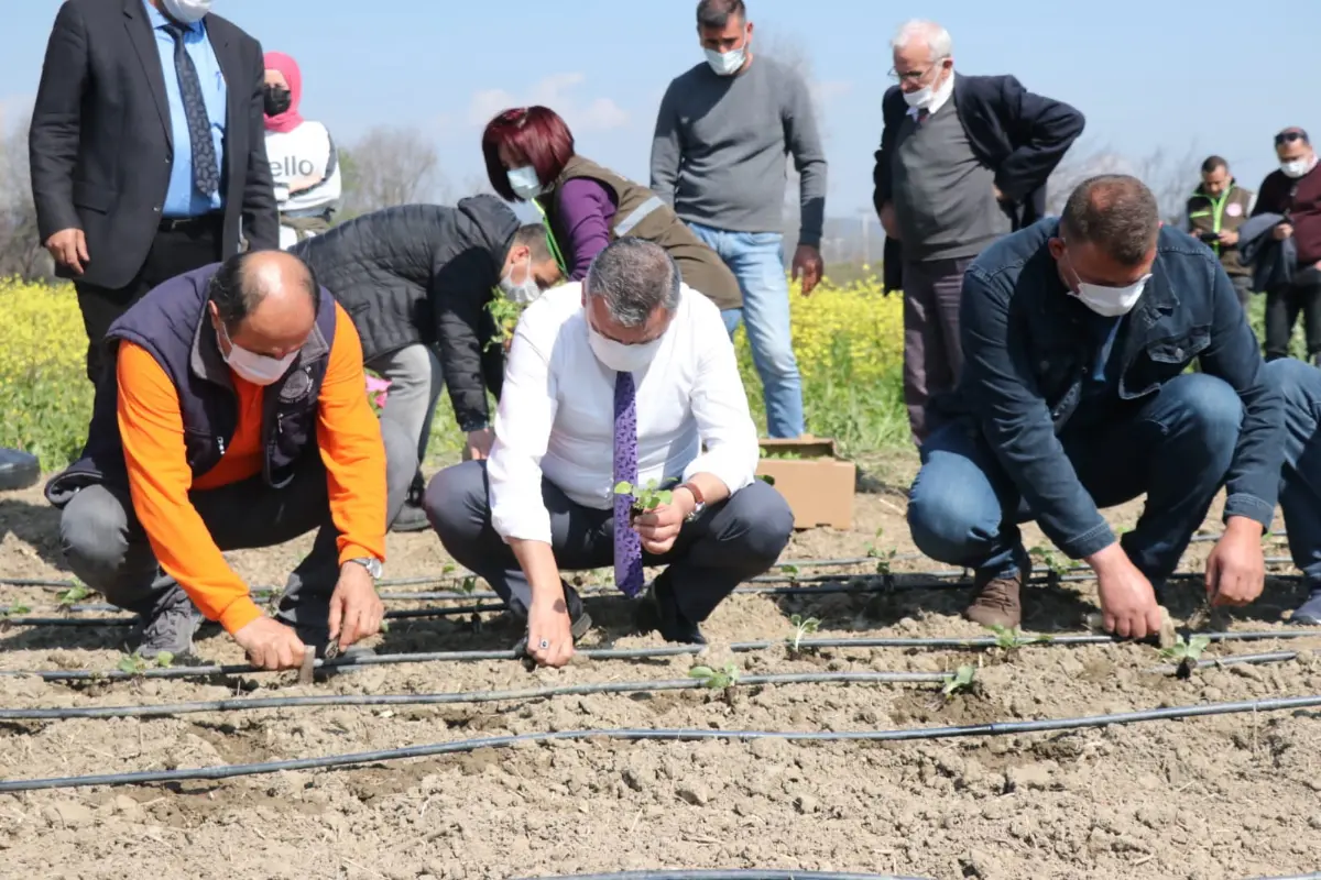 İl Tarım Müdürlüğü’nden Seferihisarlı üreticiye ekinezya desteği