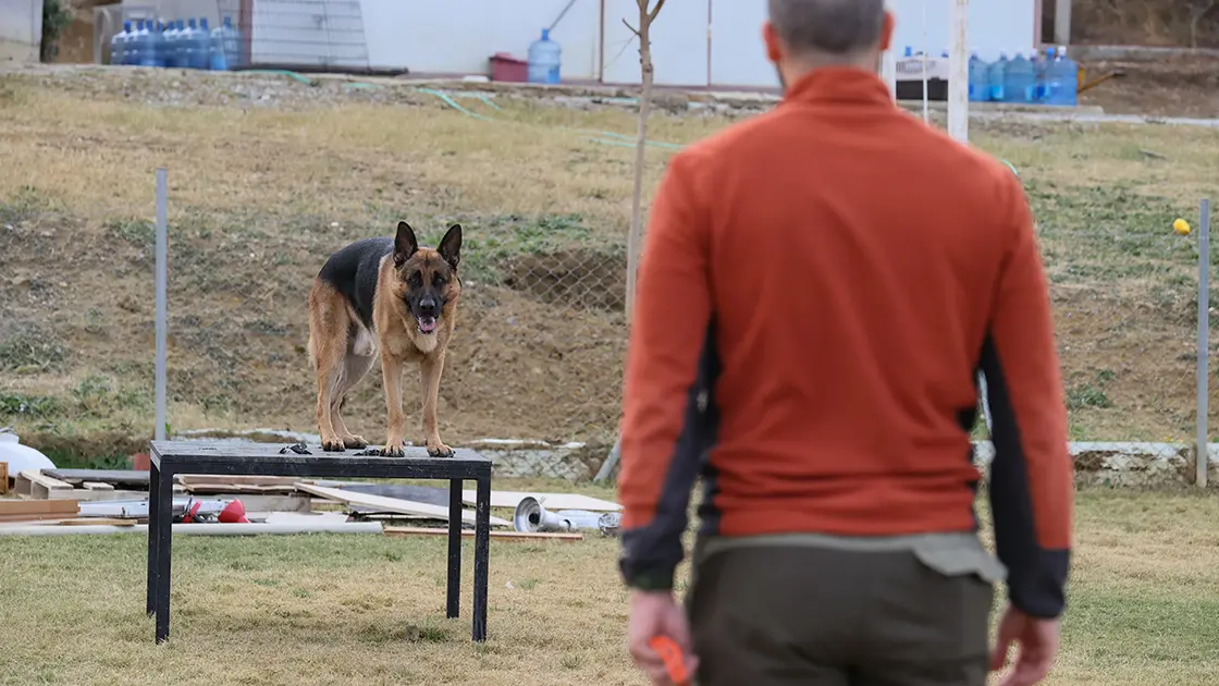 Seferihisar’daki sınavda arama köpeği adayları zorlu parkurda yeteneklerini gösterdi