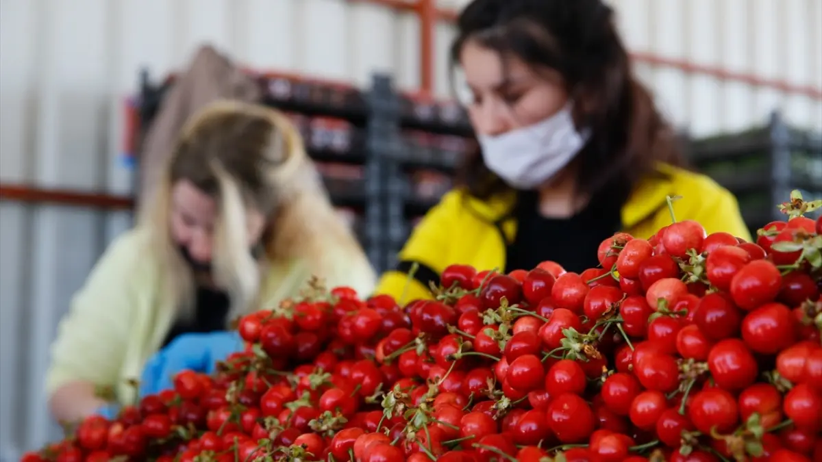 Kiraz ihracatçıları yeni sezondan umutlu