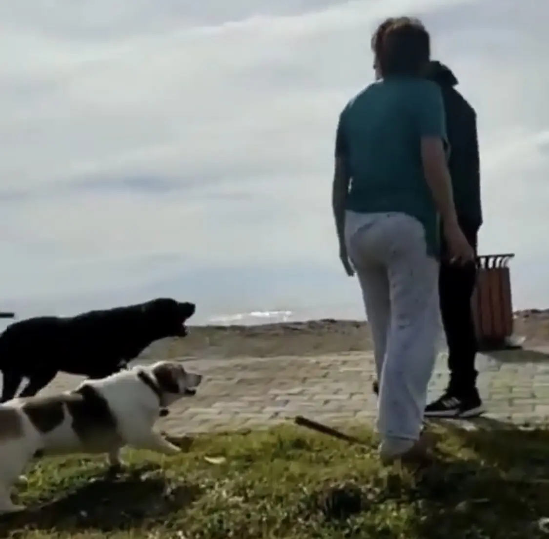 Köpeklere taş attı kadınları itekledi