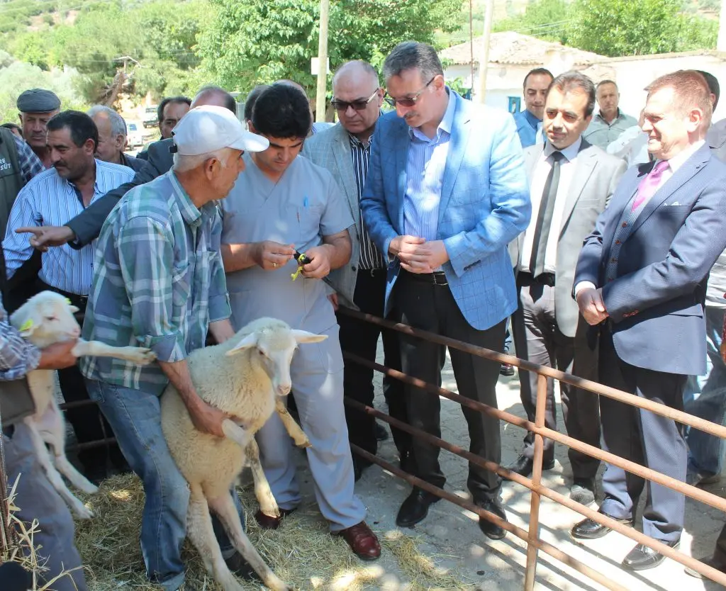 Koyun ve keçiler’de elektronik küpe dönemi başlıyor