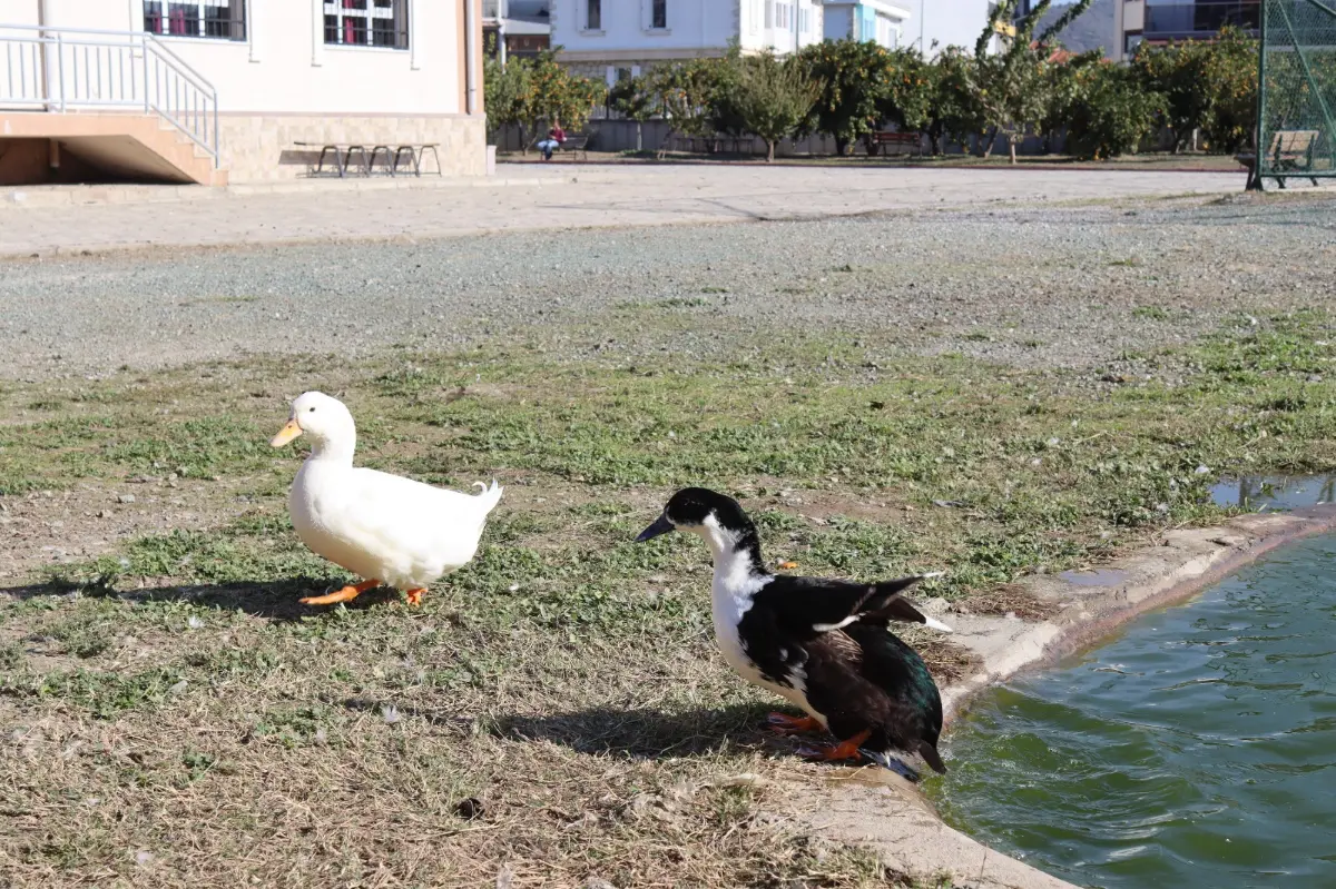 Lisede doğa ve hayvan sevgisi proje oldu