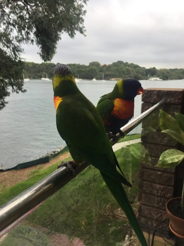 Mango, Jacaranda, Umut