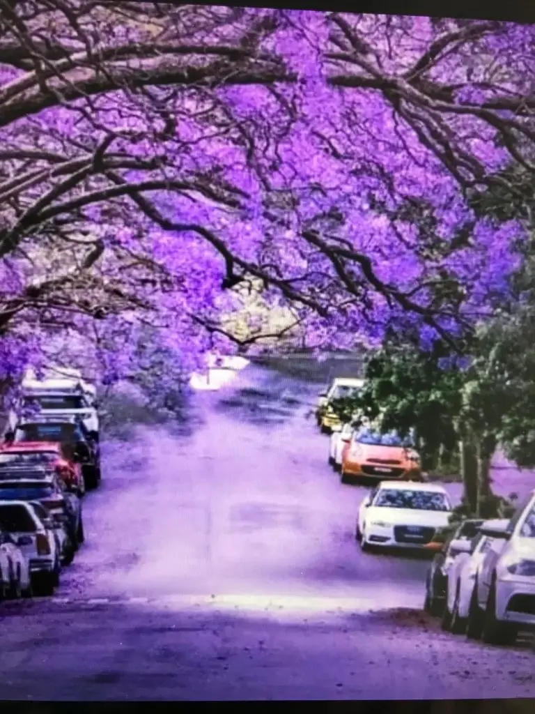 Mango, Jacaranda, Umut