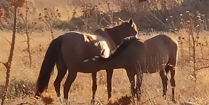 Özgürlüğün simgesi Yılkı Atları Seferihisar’da görüldü