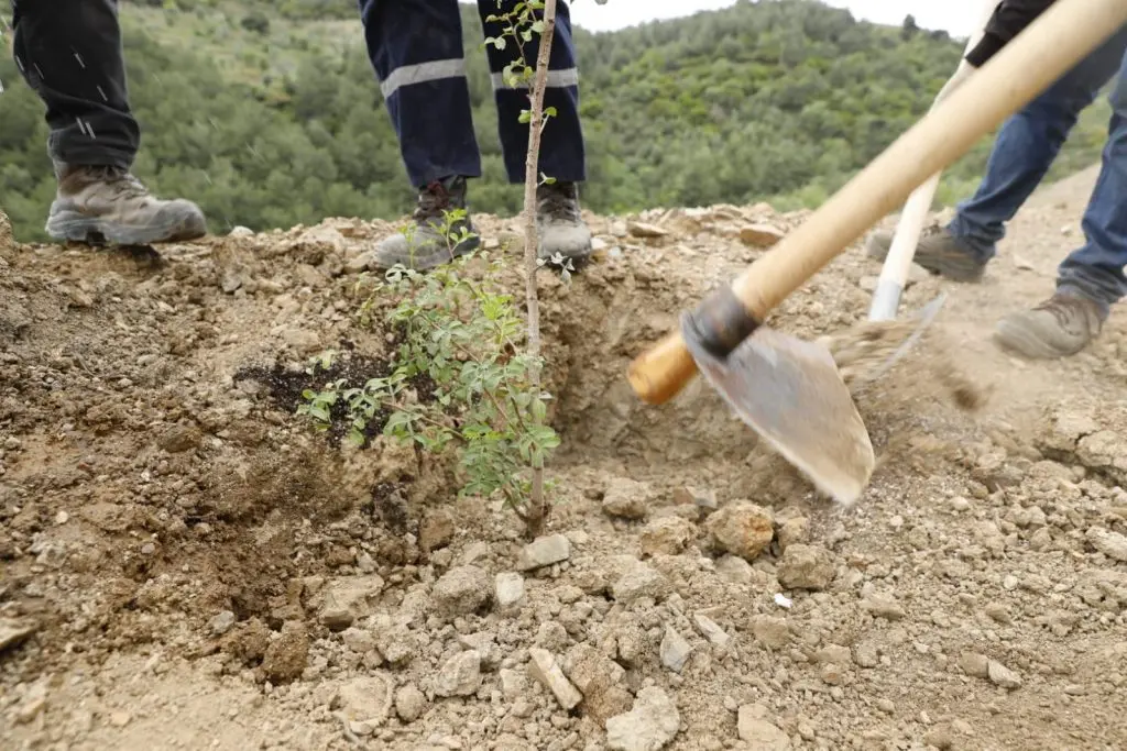 "Sakız ağacı” tekrar toprakla buluştu