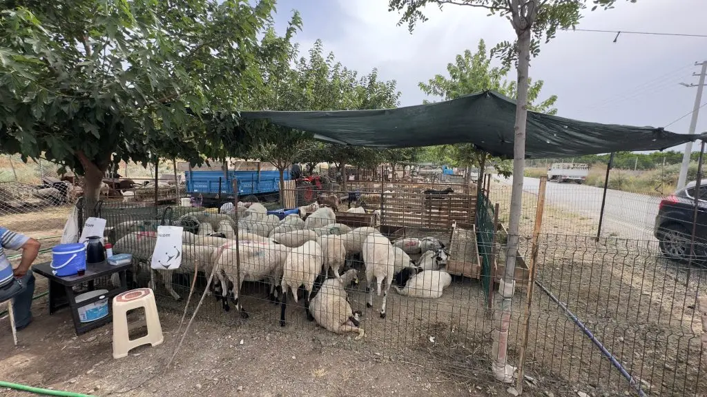 Şap iddiası Seferihisar’daki hayvan pazarı satışlarına ket vurdu!