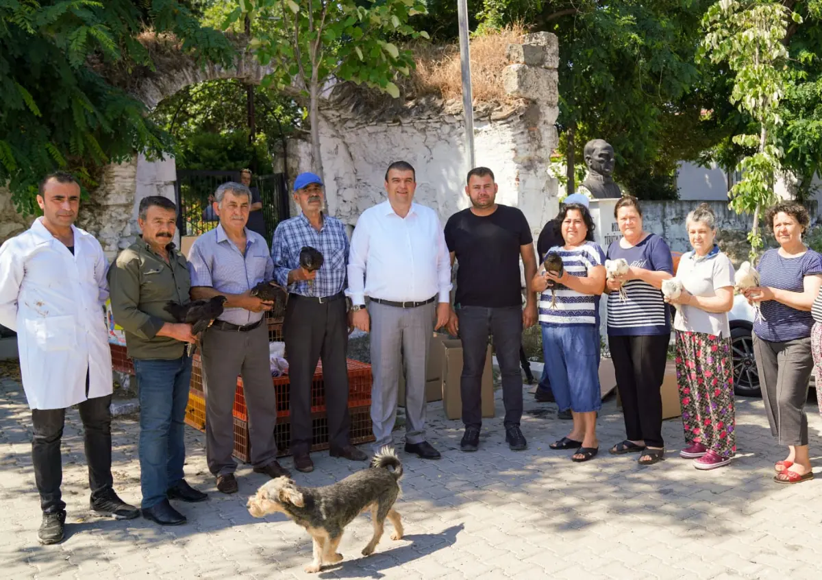 Seferihisar Belediyesi’nden 400 çiftçiye, 4 bin tavuk