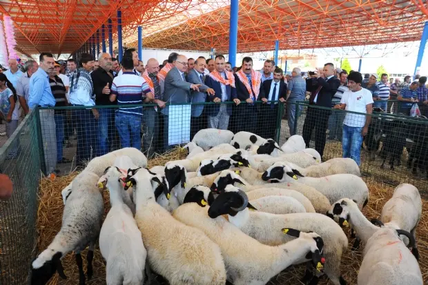 Seferihisar Koyun-Keçi panayırına ev sahipliği yaptı