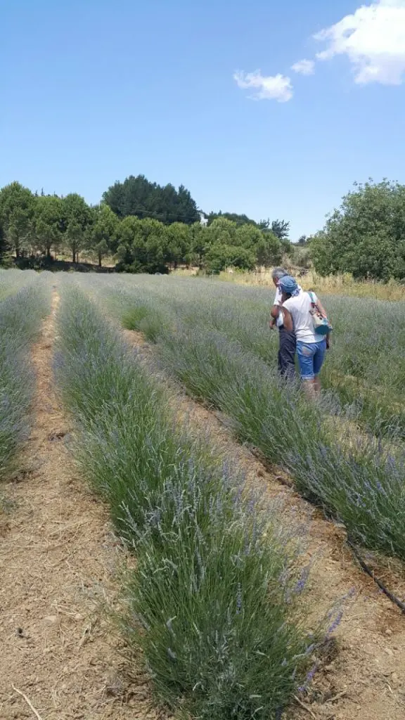 Seferihisar Lavanta Şenliğine hazırlanıyor