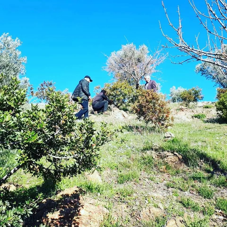 Seferihisar’da "Sakız Ağacı” harekatı!