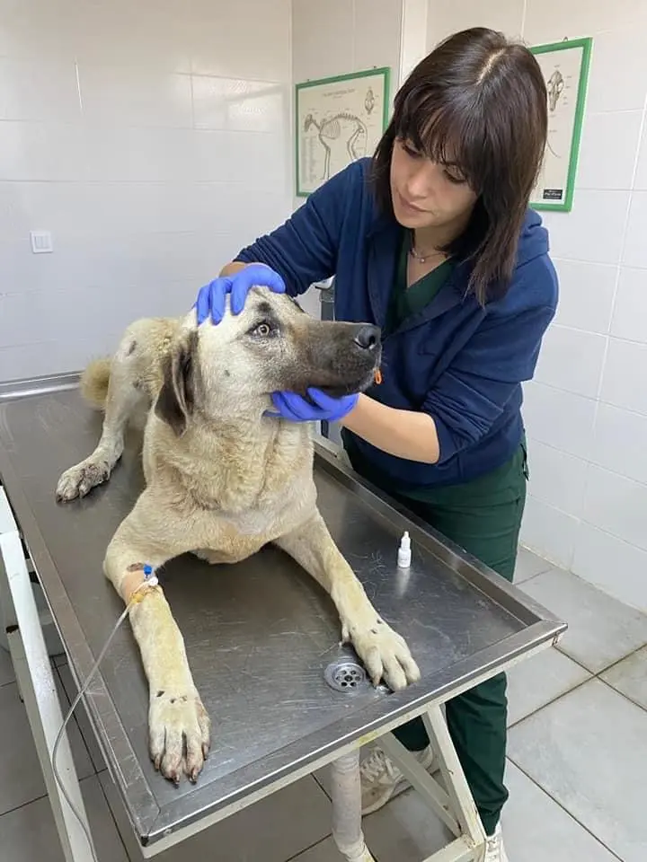 Talihsiz köpek tedavi altına alındı.. Yuva aranıyor