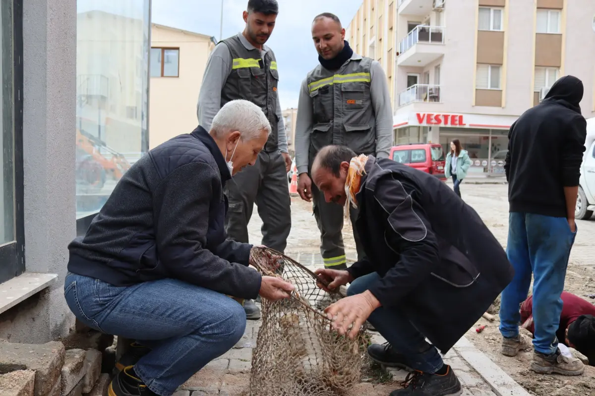 Yavru kediye SEHAYDER sahip çıktı