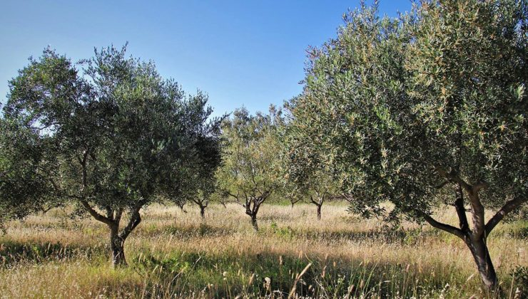 Zeytin yetiştiriciliği: Türkiye’nin yeşil altınına yatırım rehberi