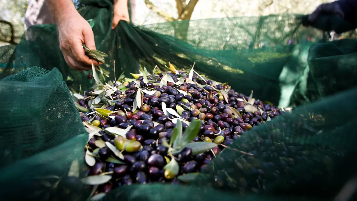 Zeytin hasadında nelere dikkat etmek gerekir