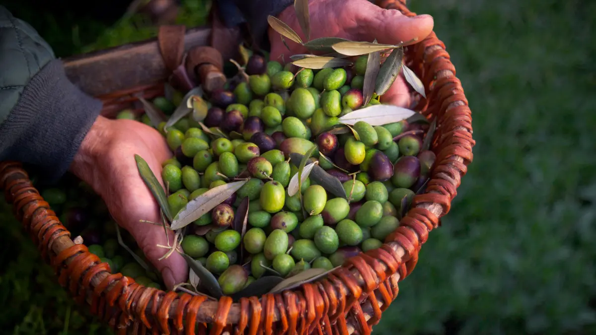 Zeytin hasadında nelere dikkat etmek gerekir