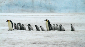 Aşkı sevdayı penguen