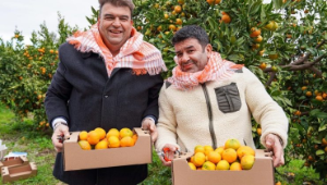 Başkan Yetişkin ve ünlü sanatçılar LÖSEV için mandalina topladı