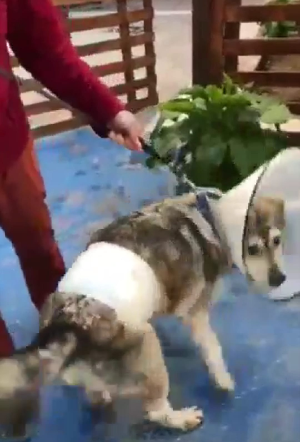 Canilerin saldırısına uğrayan köpek yaşam mücadelesi veriyor