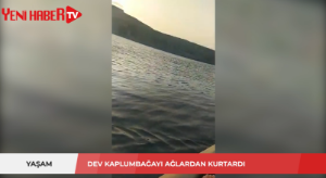 Dev kaplumbağayı ağlardan kurtardı