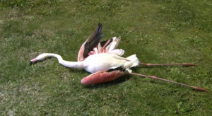 Flamingoların ölümüyle ilgili yeni iddia Seferihisar’dan geldi