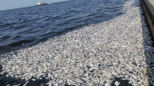 İzmir Körfezi’nde balık ölümleri ve koku şikâyetleri arttı