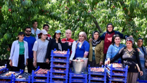 İzmir’den dünyaya şeftali hasadı