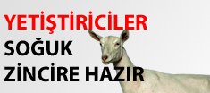 İzmirli Koyun Keçiciler Sütte Soğuk Devrime Hazır