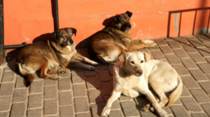 Kırsaldaki köpeklere mikroçip uygulaması başlıyor