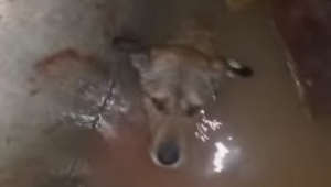İnşaat çukuruna düşen köpek kurtarıldı