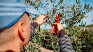 İlçe Tarım’dan zeytin budama eğitimi