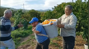 Mandalina bahçelerine +1 destek