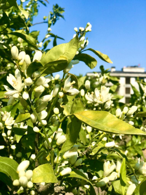 Mandalina çiçek açtı, çiftçi kara kara düşünüyor