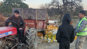 Mandalina işletmesinden çevre terörü