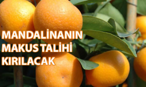 Mandalinanın makus talihi kırılacak