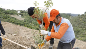 “Sakız ağacı” tekrar toprakla buluştu