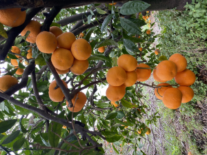 Satsuma Mandalina’da ihracat sezonu başladı