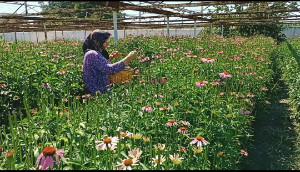 Seferihisar Düzce’de ekinezya hasat zamanı