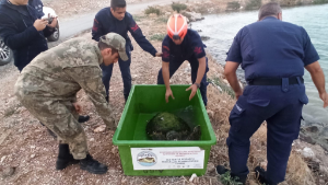 Seferihisar’a ihbar edildi, caretta caretta kurtarıldı