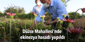 Seferihisar’da ekinezya hasadı yapıldı