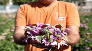 Seferihisar’da ‘ekinezya’ hasadı