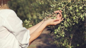 Seferihisar’da ‘Zeytin Kokan Şehrin Kadınları’ projesi kapsamında eğitimler