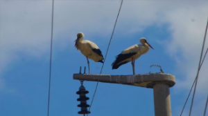 Seferihisar’daki elektrik kesintisinin sebebi belli oldu