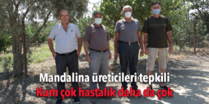 Tarım alanındaki hafriyat, mandalinaları öldürüyor