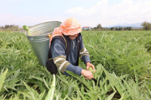 “Urla Enginarı tüm  kalbiyle sizi çağırıyor“