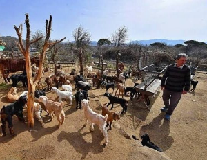 Yeni Haber gündeme getirmişti! Büyükşehir süt alım fiyatlarını güncelledi