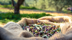 Zeytincilik ve kırsal kalkınma: Bir ekosistem olarak zeytin