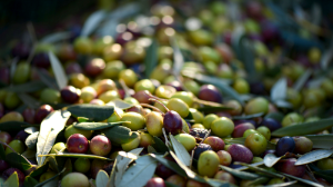 Zeytin hasadında nelere dikkat etmek gerekir